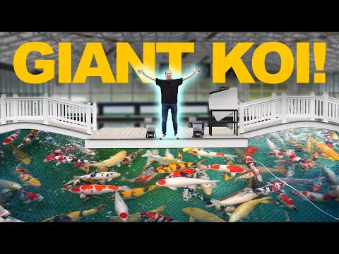 Inside the World’s Most Expensive Koi Fish Pond – 1,000+ Giant Koi Revealed!