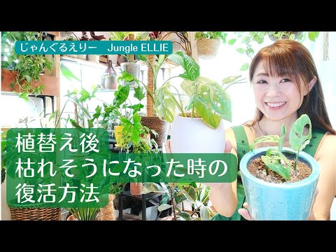 冬を越えたキョウチクトウを復活させる方法は？神聖な開花のためのヒント  庭園