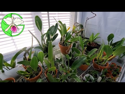 My daily routine with my orchids • 29 May 2021