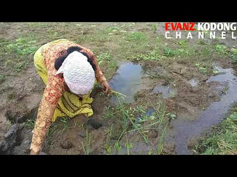 si-ujang-duel-jeung-si-kadut-di-sawah