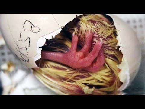 Incubating Peacock Eggs - Everything you ever wanted to know and more
