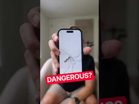 Is This Spider Dangerous? (I Added AI to My iPhone App) thumbnail