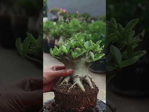 Adenium Arabicum. Wüstenrosen-Bonsai. Obesum. Blume. Zimmerpflanzen. Hobby