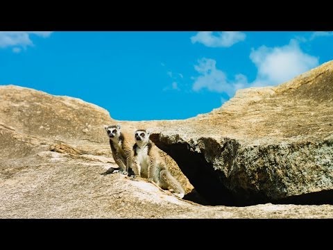 Island of Lemurs: Madagascar (Trailer)