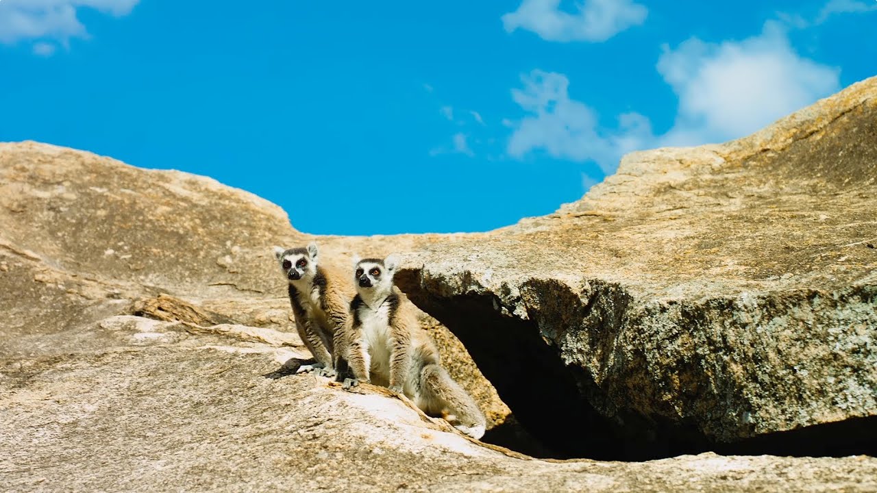 Island of Lemurs: Madagascar