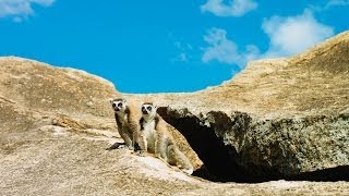 Island of Lemurs Madagascar Film Trailer