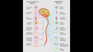Physiology | Autonomic Nervous System | 4th lecture | part 2 | Dr.Nagi | Arabic