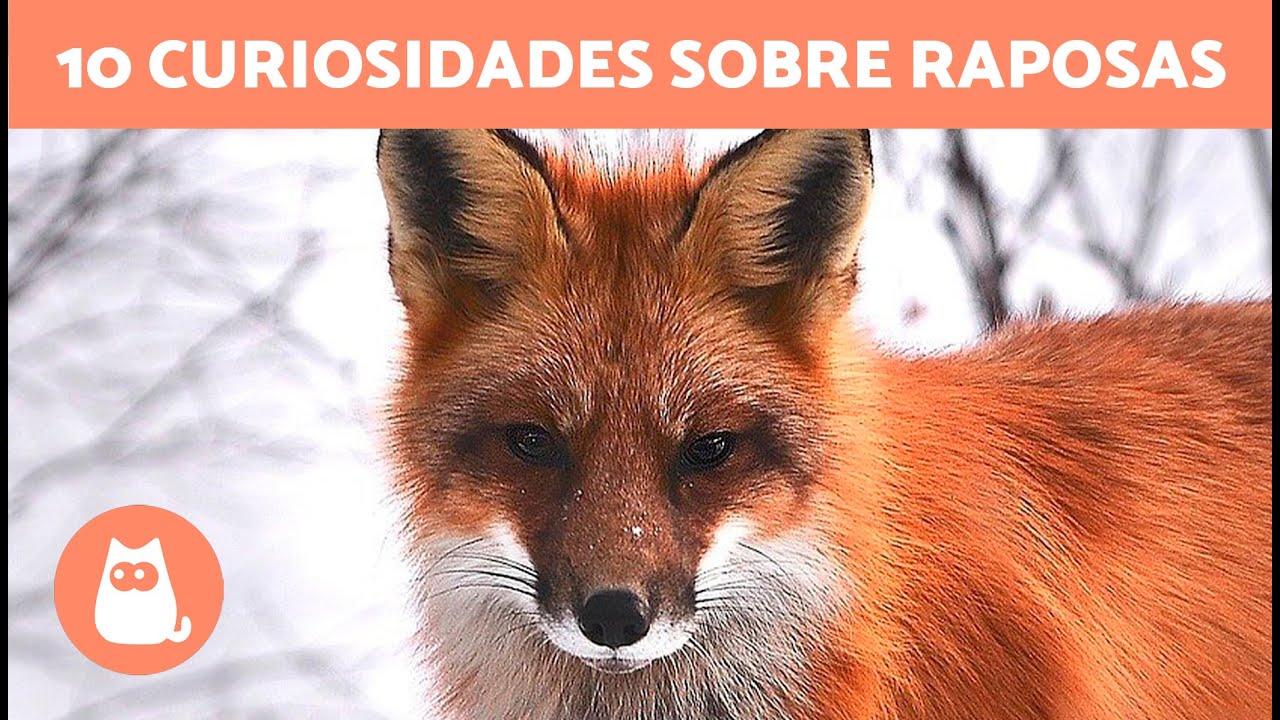 10 CURIOSIDADES sobre RAPOSAS que vão te surpreender 🦊 Descubra-as!
