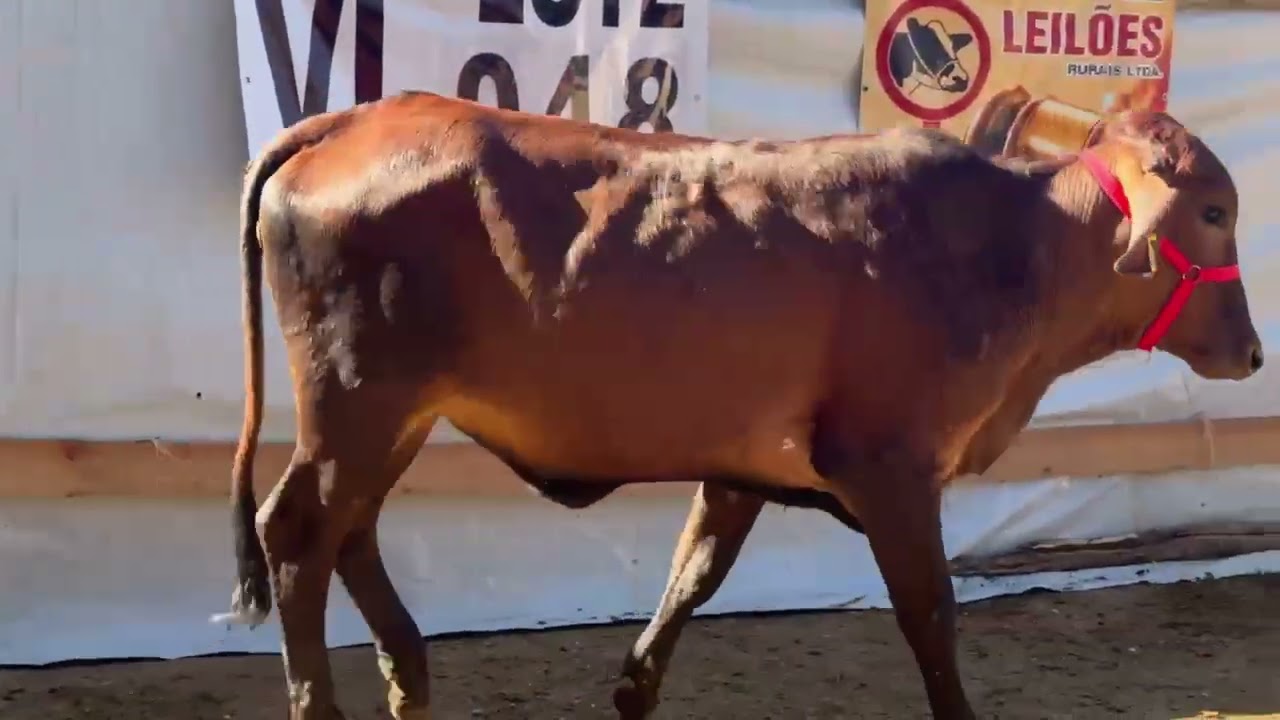 LOTE 48 - 01 NOVILHA (JULIANA)  1/2 SANGUE; BR: 148; FILHA DO DARDO;