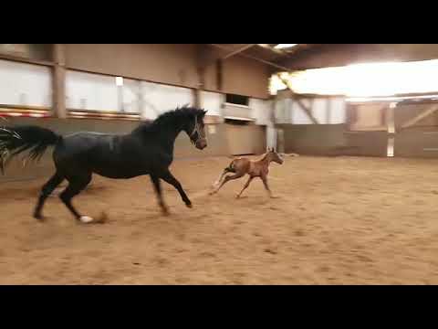 Holsteiner Nachwuchs 2020 - For Treasure - Leovisto - Nekton