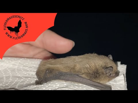 Fledermaus NRW - Auswilderung von Spieki