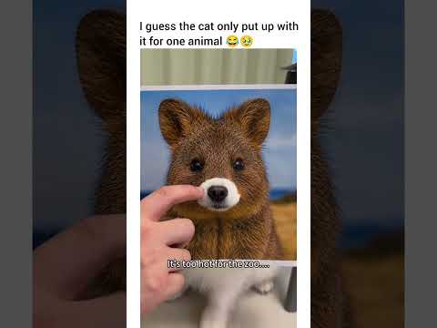 The raccoon is too accurate 😂😂 #dog #funny #petshub #dogshorts #dog #funny