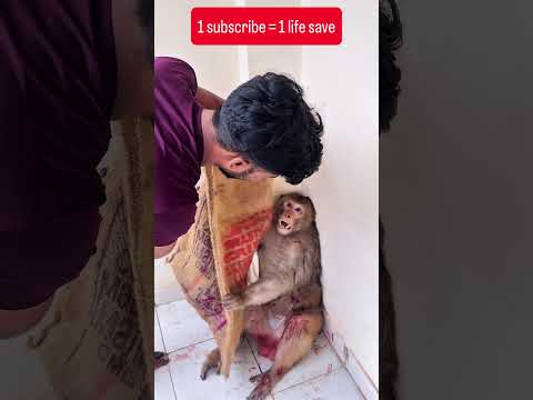 Donate for them Upi Id in comments🙏  #wildliferescue #animalrescue #animals #rescueefforts