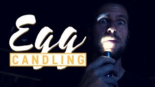Egg Candling Difficulties