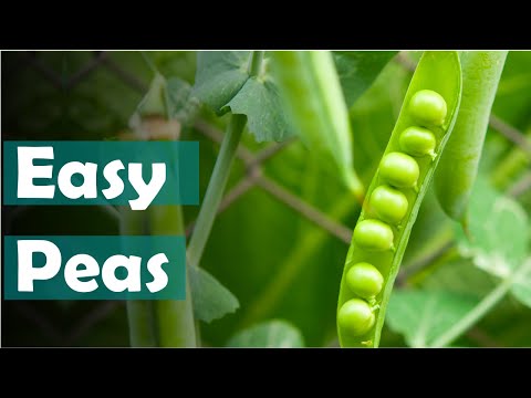 How to grow peas from seeds - easy sowing peas in winter or spring