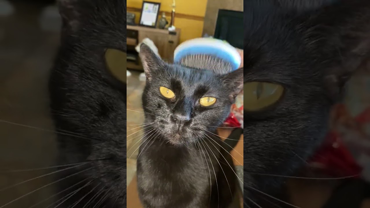 Enlarge Franklin (Frankie), a ADOPTABLE mixed breed in Metairie, LA video 4/4