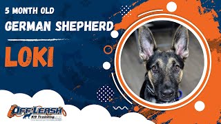 Download Lagu Loki | 5 Month Old German Shepherd | Off Leash GSD Training, Georgia Thumbnail
