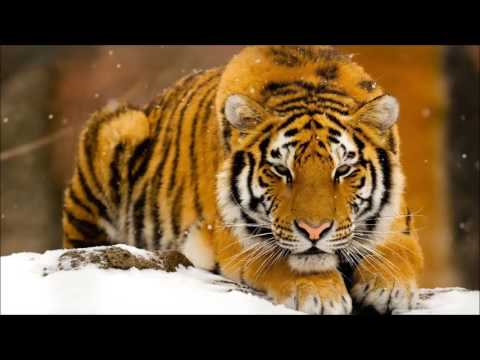 03 CLICKA - BACK BITCHEZ