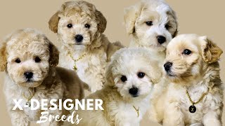 MALTIPOO PUPPIES' PLAYTIME | Regular Day at X-Designer Breeds (Facebook Live)
