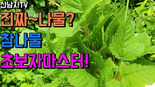 진짜~나물! 참나물 구분 구별 참나물효능 초보자 자생지 항종양 항염증 면역력 비만 다이어트 안구 시력 눈건강…
