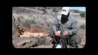 Impala Hunt - Collecting DNA Samples