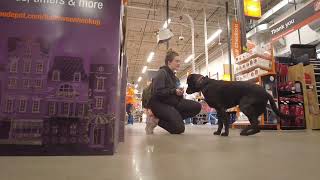 Download Lagu Best Dog Training Toledo, Ohio! 1 Year Old Labrador Retriever, Ozzy Thumbnail