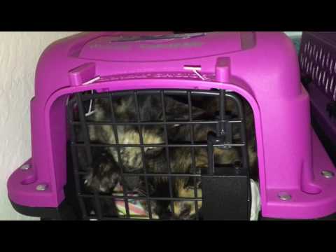 Taking Kittens to Get Fixed! (Spayed and Neutered!)