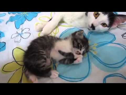 Gatos: Reikianos naturais (10), (compilado por Johnny De' Carli).