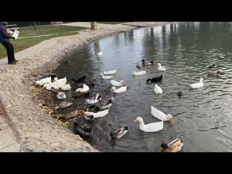 ویدیوی جالب از اردک ها برای تماشای دوستان