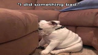 Best Of Funny Guilty Dog 🐶🐶🐶 Video Compilation