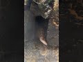 Axolotl Vs Giant Earth Worm Fightforlife Axolotl Jaws Funny Cool Sick Beast