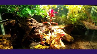 Fancy New Fish In My 20 Gallon Tank