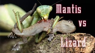 Praying Mantis eats a still living lizard