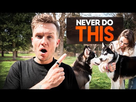 How to safely introduce your dog to other dogs- Dog Training Tips