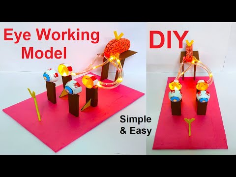 brain working model 3d science project for exhibition in simple and easy diy parts craftpiller