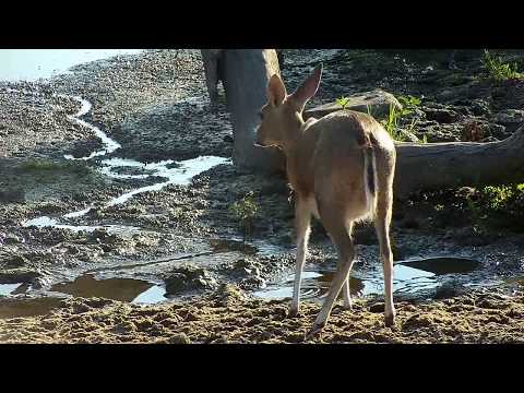 Djuma: Common Grey Duiker drinking at pan - 07:36 - 05/04/19