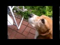 Teaching the Beagle random words - I love Misha