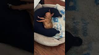 Tea Cup Chihuahua Puppies Videos