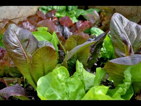 Köksträdgården i april 2015