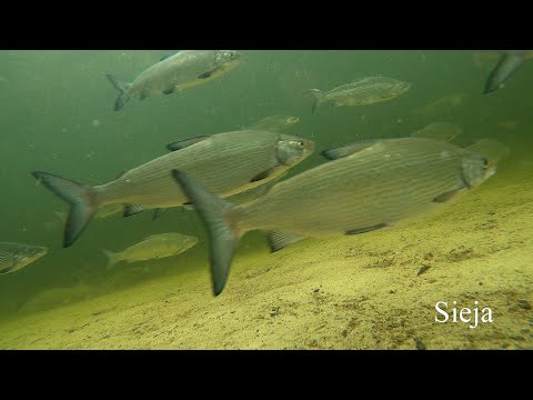 Sieja pospolita, głąbiel, brzona (Coregonus lavaretus). European whitefish