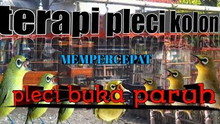 Download lagu terapi pleci koloni,kompilasi pleci lomba.memancing plecimu BUKA PARUH.. mp3