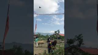 Download lagu NYOREID|| #merpati #fypシ  #merpatiku #merpatilovers #merpatiposindonesia #pmtinasional mp3