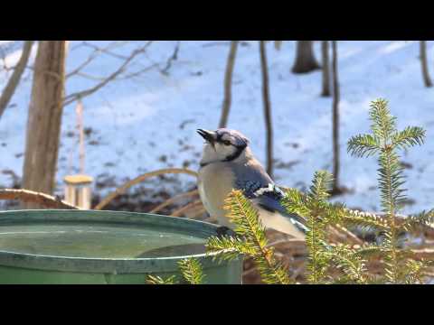 Blue jay drinking water