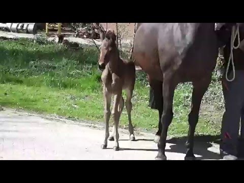 Hengstfohlen Fiorento von Florenz 2016