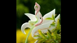 Girl shape flowers,Amazing,Beautiful Queen shape flower,looks nice