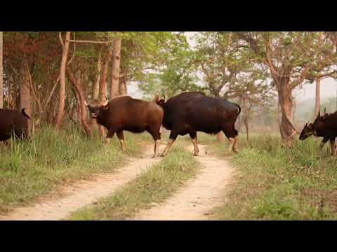 Gaur(Indian bison) world biggest cattle and deer #animalplanet #natgeo #bbcearth #nepal #wildlife