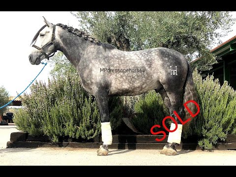 *SOLD* #MP239 | Andalusian PRE Stallion 2014 - Approx 1.62 m