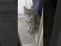 Cute Grey Tabby Cat With A Lot Of Wounds From Cat Fights Meowing At My Door For Food