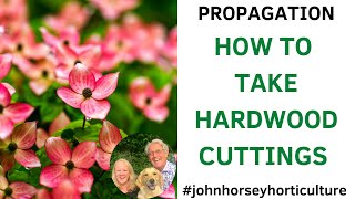 HOW TO TAKE HARDWOOD CUTTINGS FROM DOGWOOD - CORNUS ALBA CUTTINGS