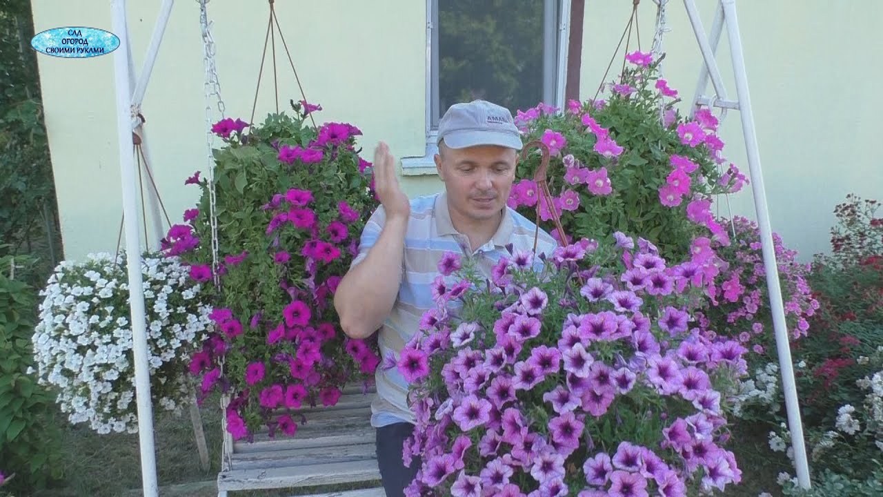 Вот почему у нас ампельная петуния шикарно цветёт до самых морозов!